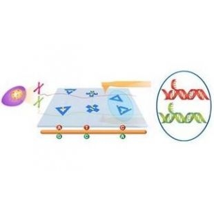 我国科学家实现原子力显微镜下DNA直读检测